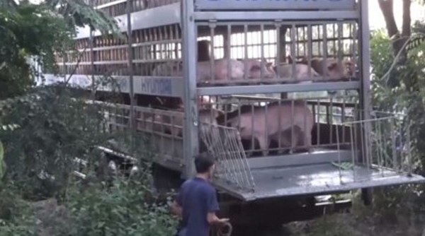 Ngành Hải quan tăng cường kiểm soát các trường hợp buôn bán, vận chuyển trái phép lợn qua biên giới vào Việt Nam