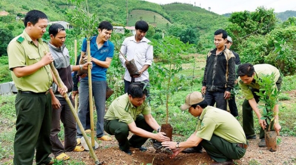 Gia Lai: Ban hành kế hoạch trồng rừng thay thế năm 2023