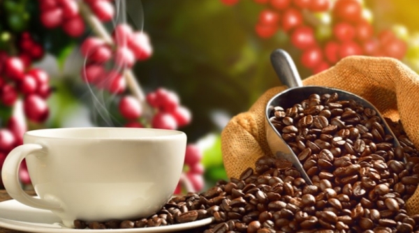 Giá cà phê hôm nay 26/8: Cà phê trong nước tiếp đà tăng