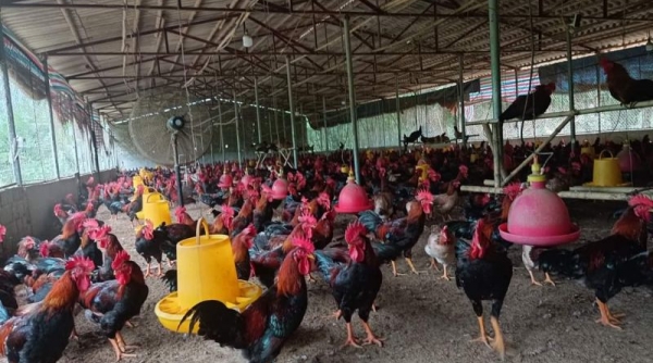 Gia Lai: Xử lý nghiêm các trường hợp vi phạm về sử dụng chất cấm trong chăn nuôi