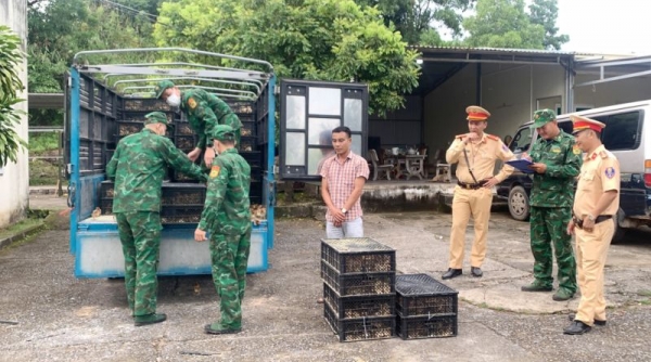 Biên phòng Quảng Ninh: Bắt giữ vụ vận chuyển 18.000 con gà giống không rõ nguồn gốc