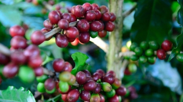 Giá cà phê hôm nay 15/9: Thị trường trong nước cao nhất 66.900 đồng/kg
