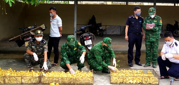 Lực lượng biên phòng Lạng Sơn bắt giữ 1.050 con vịt giống nhập lậu