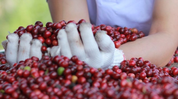 Giá cà phê hôm nay 20/9: Thị trường trong nước giảm nhẹ 300 đồng/kg
