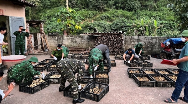Lạng Sơn: Thu giữ gần 5.000 con gà con giống nhập lậu
