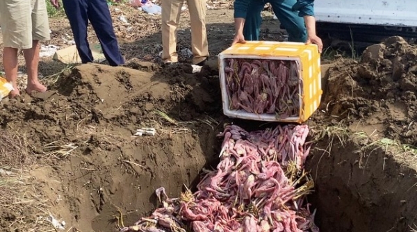 Nghệ An: Tiêu hủy 150 kg thịt chim đông lạnh không rõ nguồn gốc xuất xứ