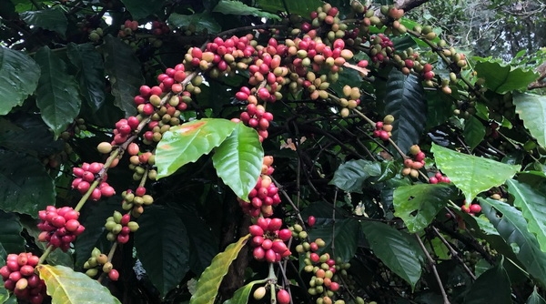 Giá cà phê hôm nay 06/10: Cà phê trong nước giảm sâu 400 - 500 đồng/kg