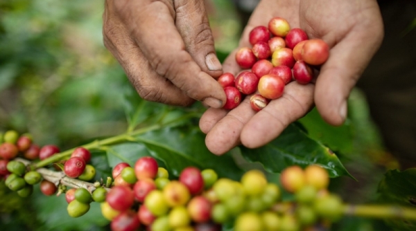 Giá cà phê hôm nay 9/10: Giá cà phê trong nước tiếp tục giảm