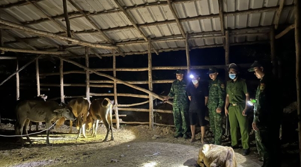 Long An: Tuần tra biên giới phát hiện bắt giữ 5 con bò nhập lậu