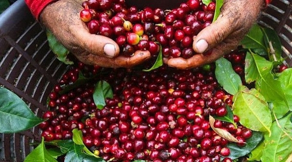 Giá cà phê hôm nay 13/10: Thị trường trong nước tăng mạnh, cao nhất 40.800 đồng/kg