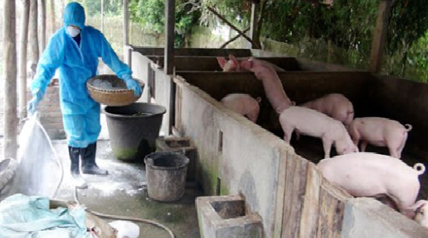 Lào Cai: Tăng cường phòng , chống dịch bệnh lây lan cho đàn gia súc, gia cầm