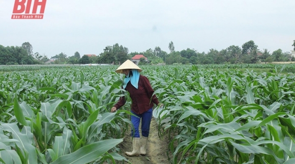 Hạn chế rủi ro trong các hợp đồng liên kết, bao tiêu sản phẩm