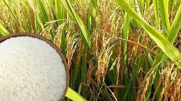 Quy định việc nhập khẩu mặt hàng gạo và lá thuốc lá khô có xuất xứ từ Vương quốc Campuchia năm 2024