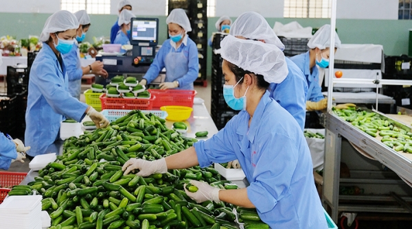 Việt Nam có nhiều điều kiện thuận lợi để thúc đẩy xuất khẩu nông sản sang Châu Phi