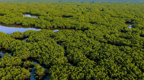 Nam Định: Đề cử Vườn quốc gia Xuân Thủy trở thành Vườn di sản ASEAN