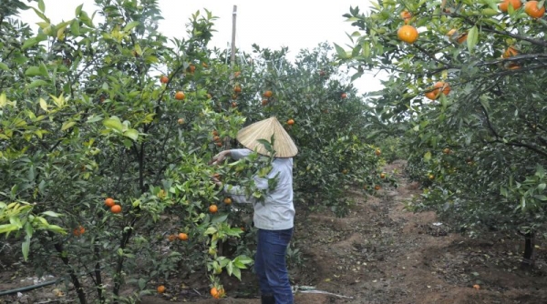 TP Hạ Long (Quảng Ninh): Tập trung xây dựng thương hiệu nông sản giúp người tiêu dùng tin dùng các sản phẩm nông nghiệp