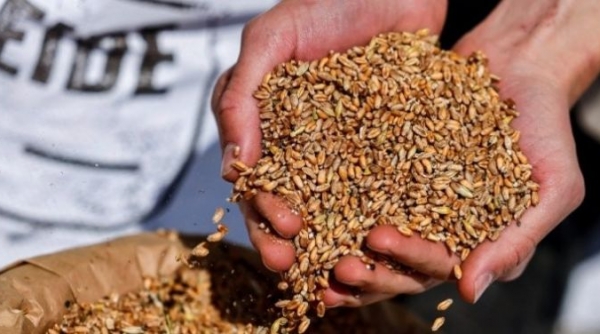 Nga bắt đầu cung cấp ngũ cốc miễn phí cho Châu Phi