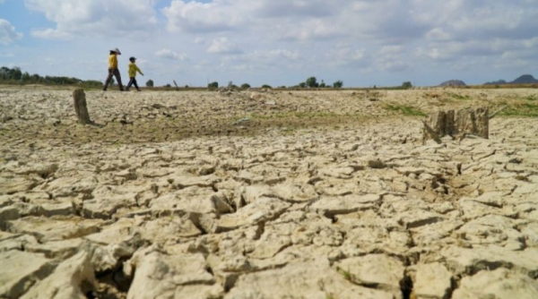 Sản lượng gạo châu Á bị ảnh hưởng do thời tiết hanh khô