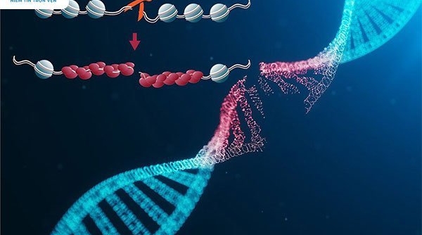 Xét nghiệm Sperm DNA - Hỗ trợ bác sĩ chẩn đoán vô sinh nam