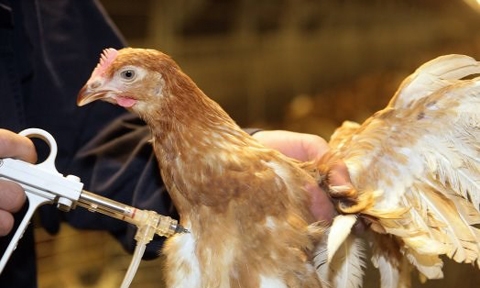 Từ năm 2026 cấm hoàn toàn dùng kháng sinh để phòng bệnh trong chăn nuôi