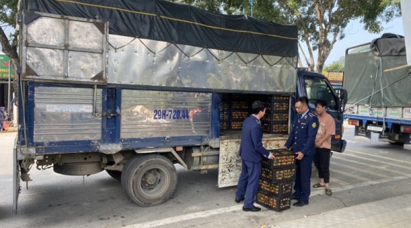 Ngăn chặn 350 kg quả quýt không rõ nguồn gốc xuất xứ tại Lai Châu