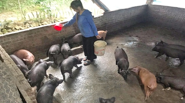 Lào Cai: Nuôi lợn đen bản địa mở lối thoát nghèo cho bà con