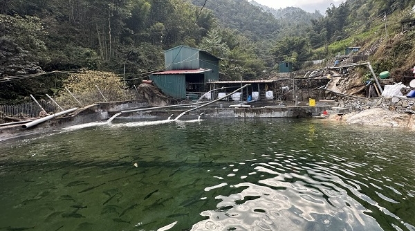 Lào Cai: Tăng cường bảo vệ và phát triển nguồn lợi thủy sản