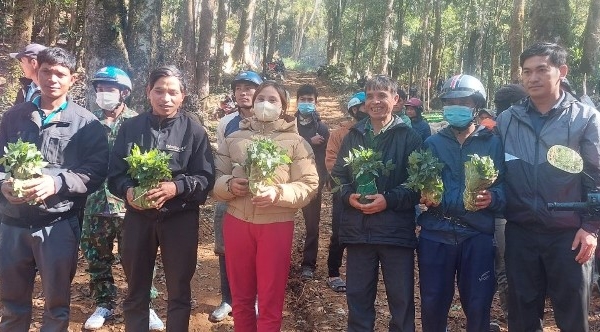 Kon Tum: Cấp 12.000 cây sâm Ngọc Linh tặng 300 hộ nghèo
