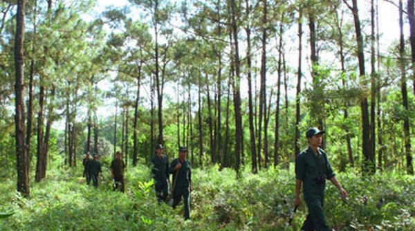 Sáu tỉnh Bắc Trung Bộ đã thí điểm thành công thỏa thuận về tín chỉ carbon rừng