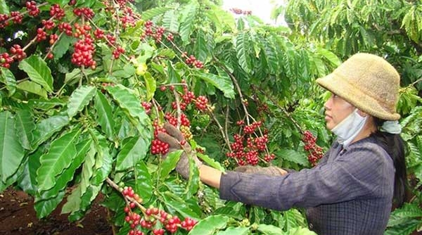 Dự báo, cà phê Việt Nam năm 2024 sẽ có giá cao nhất thế giới