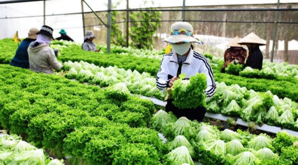 TP. Hồ Chí Minh và Lâm Đồng đẩy mạnh hợp tác sản xuất, tiêu thụ nông sản sạch