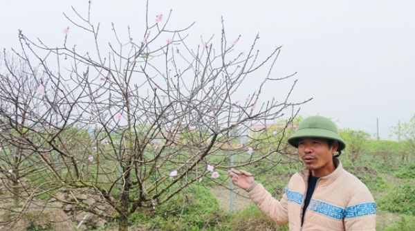 Thị trường hoa, cây cảnh dịp tết Nguyên đán tại Thanh Hóa rục rịch khởi động
