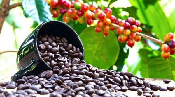 Giá cà phê hôm nay 10/1: Giá cà phê tăng 1.400 đồng/kg