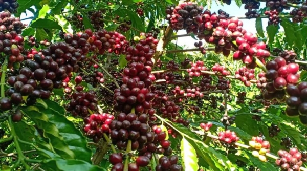 Giá cà phê hôm nay 8/6: Giá mua cao nhất tại tỉnh Đắk Nông 125.700 đồng/kg