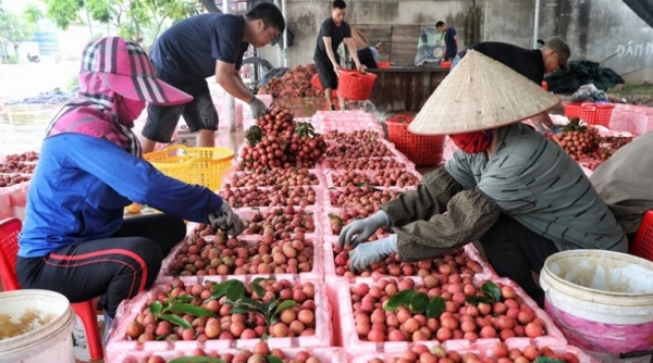 Tăng thị phần xuất khẩu nông sản sang Trung Quốc
