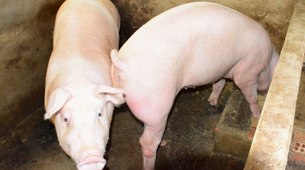 Long An triển khai quyết liệt, đồng bộ các giải pháp phòng, chống bệnh Dịch tả lợn Châu Phi