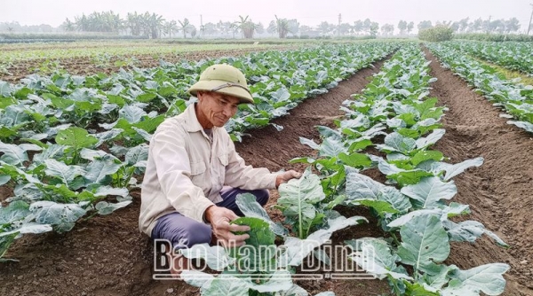 Xã Nam Dương (Nam Trực - Nam Định) bảo đảm nguồn cung rau màu phục vụ Tết Nguyên đán