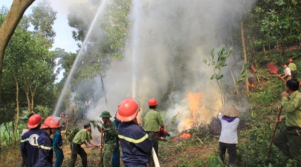 Đắk Lắk triển khai Kế hoạch bảo vệ rừng và phòng cháy, chữa cháy rừng năm 2024