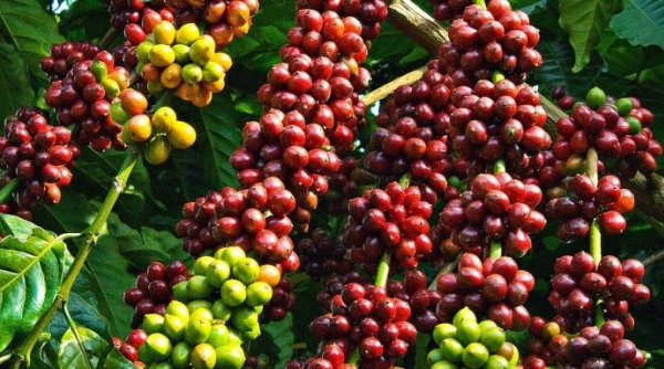 Giá cà phê hôm nay, 26/01: Cà phê trong nước tiếp tục tăng