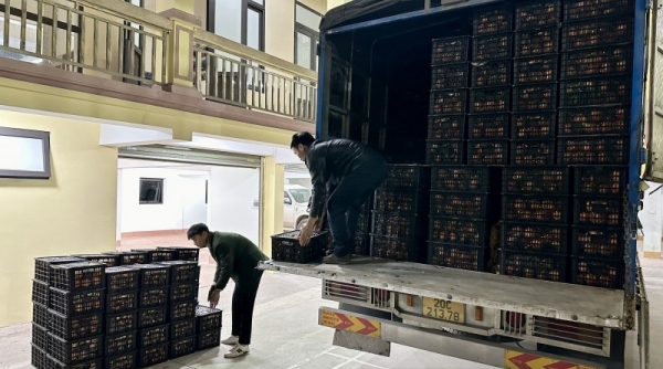 Thái Nguyên: Tạm giữ 2 xe tải chở 6 tấn hoa quả nhập lậu