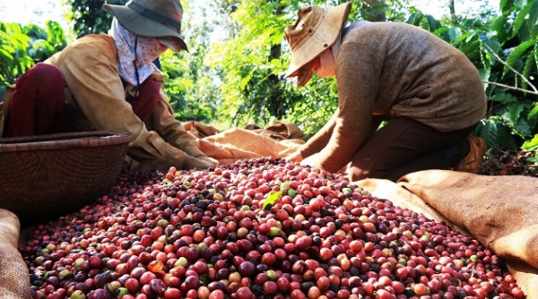 Giá cà phê hôm nay 28/1: Trong nước nối đà tăng cao, tiếp tục lập đỉnh giá mới, áp sát 77.000 đồng/kg
