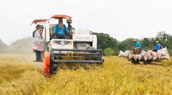 Ngành lúa gạo Việt trước nhiều thách thức: Cần triển khai hiệu quả 1 triệu ha lúa gạo chất lượng cao