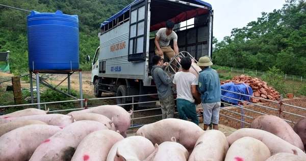 Tăng cường ngăn chặn buôn lậu, vận chuyển trái phép động vật, sản phẩm động vật qua biên giới vào Việt Nam