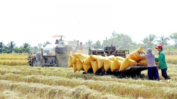 Đề án 1 triệu ha lúa vùng ĐBSCL yêu cầu “chuyên nghiệp hóa ngành hàng lúa gạo”