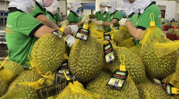 Việt Nam có 708 mã số vùng trồng sầu riêng được cấp phép xuất khẩu sang Trung Quốc