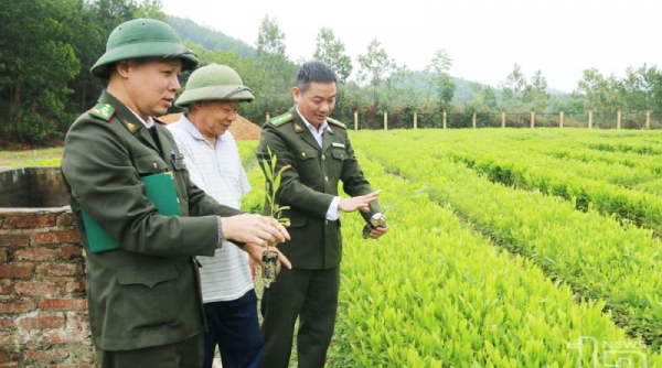 Thái Nguyên: Huyện Phú Lương phát huy thế mạnh kinh tế rừng