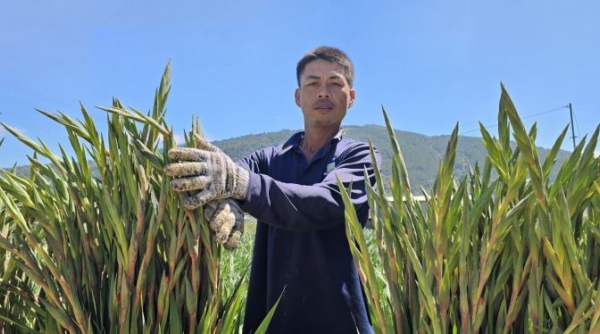Lâm Đồng: Người tiên phong trồng hoa lay ơn chất lượng cao tại Làng hoa Hiệp An