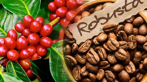 Nguồn cung cải thiện nhưng giá cà phê xuất khẩu chưa đủ để gây sức ép?