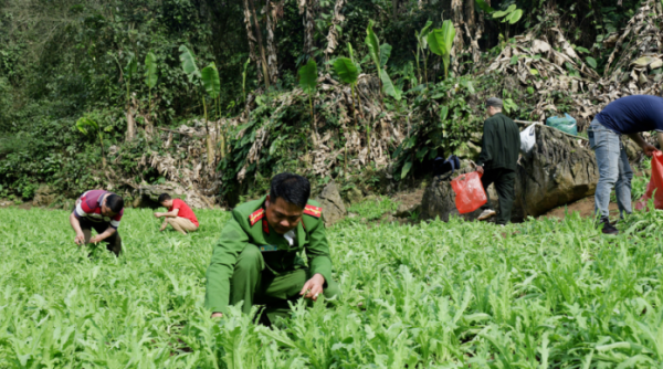 Lạng Sơn phát hiện vườn trồng 3.800 cây thuốc phiện trái phép