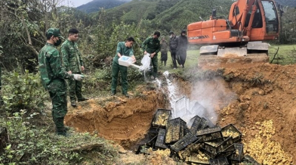 Quảng Ninh: Tiêu hủy 13.000 con vịt giống nhập lậu từ Trung Quốc